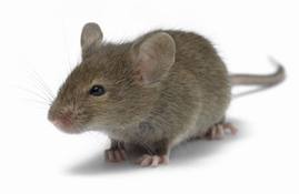 house_mouse.jpg