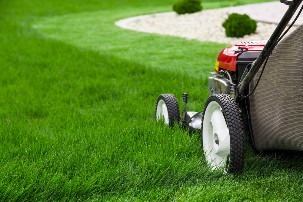 Lawn.jpg